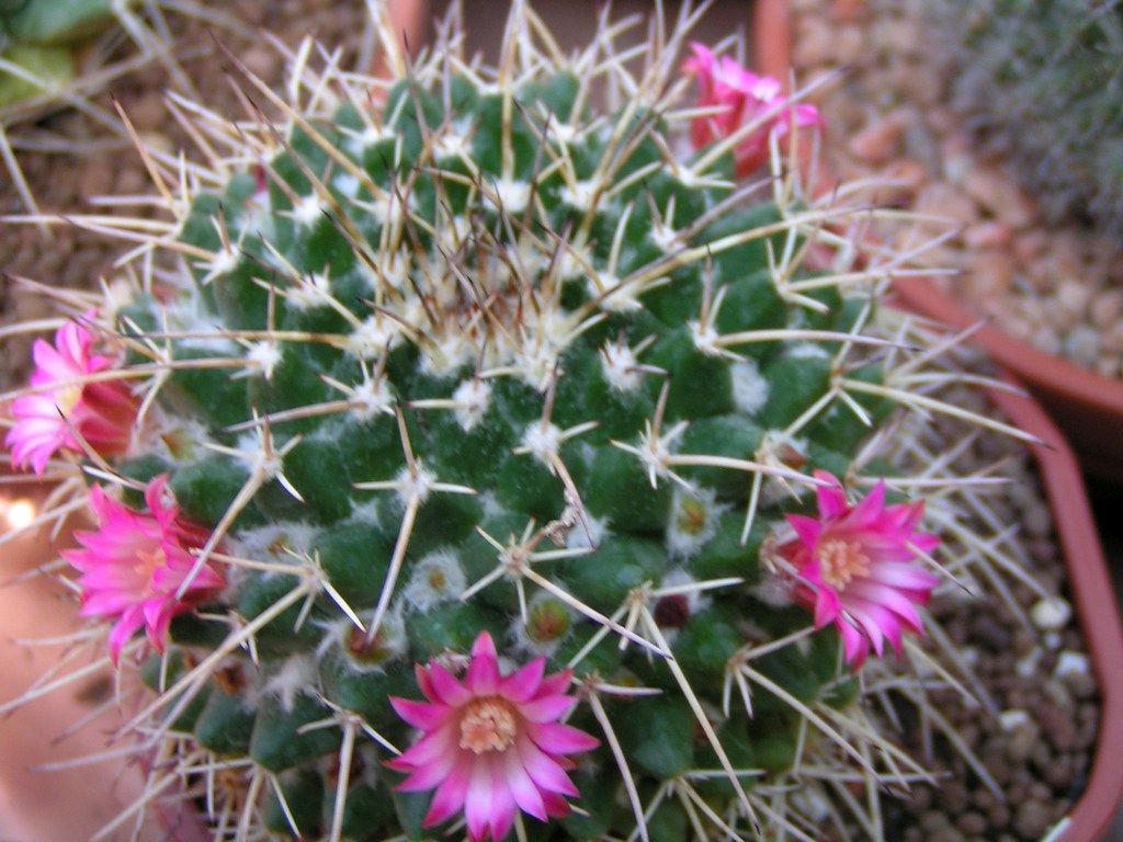 Mammillaria centricirrha